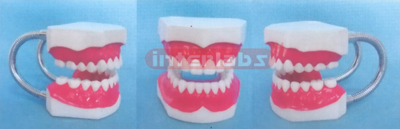 MIDDLE-LITTLE SANS TOOTH GAP FIXED DENTAL CARE MODEL OF THE GAP FIXED Manufacturers and Suppliers From Ambala India