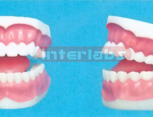 MIDDLE-LITTLE SANS TOOTH GAP FIXED DENTAL CARE WITH TONGUE (ORAL HYGIENE SET