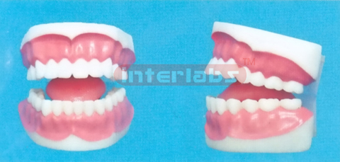 MIDDLE-LITTLE SANS TOOTH GAP FIXED DENTAL CARE WITH TONGUE (ORAL HYGIENE SET