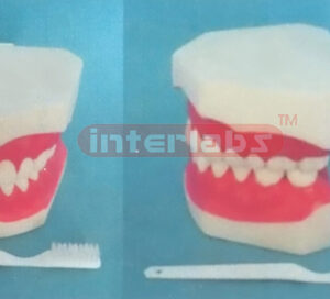 10 x 8 x 8.5 cm MIDDLE-LITTLE SANS TOOTH GAP FIXED DENTAL CARE MODEL (ORAL HYGIENE SET