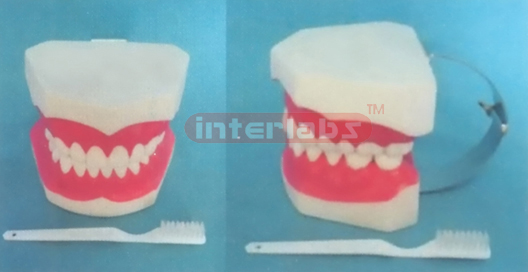 10 x 8 x 8.5 cm MIDDLE-LITTLE SANS TOOTH GAP FIXED DENTAL CARE MODEL (ORAL HYGIENE SET