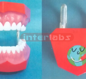 ADVANCED MIDDLE LITTLE DENTAL CARE MODEL Manufacturers and Suppliers From Ambala India