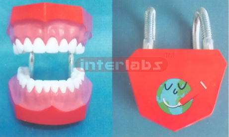 ADVANCED MIDDLE LITTLE DENTAL CARE MODEL Manufacturers and Suppliers From Ambala India