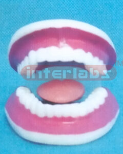 DENTAL CARE MODEL 28 PCS Manufacturers and Suppliers From Ambala India