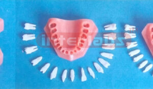NORMAL RESIN DENTAL WITH All TEETH DISSECTIBLE Manufacturers and Suppliers From Ambala India