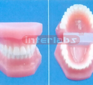 NORMAL RESIN DENTAL WITH ALL TEETH INDISSECTIBALE Manufacturers and Suppliers From Ambala India