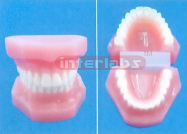 NORMAL RESIN DENTAL WITH ALL TEETH INDISSECTIBALE Manufacturers and Suppliers From Ambala India