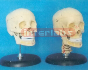 CLASSIC SKULL ON ROD & BASE WITH OPENED UP & LOWER JAWS. Manufacturers and Suppliers From Ambala India