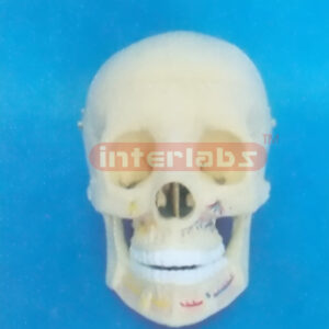 CLASSIC SKULL