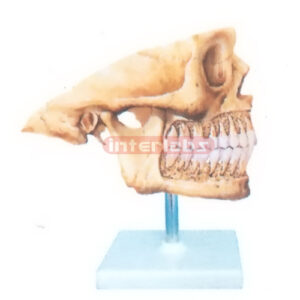 THE PERMANENT TEETH MODEL FOR EXTERNAL ASPECT Manufacturers and Suppliers From Ambala India