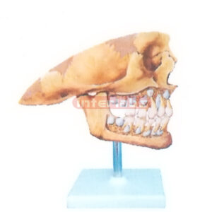 THE DECIDUOUS TEETH MODEL FOR EXTERNAL ASPECT Manufacturers and Suppliers From Ambala India