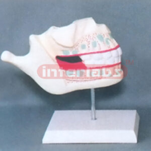 NEW-BORN MILK TEETH Manufacturers and Suppliers From Ambala India