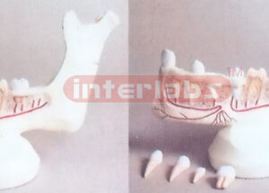 GIANT MANETTEETH MODEL DISSECTIBLE Manufacturers and Suppliers From Ambala India