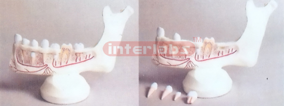 GIANT MANETTEETH MODEL DISSECTIBLE Manufacturers and Suppliers From Ambala India