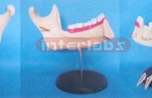 GIANT MANET TEETH AND LOWER JAW (GIANT DELUXE TEETH AND JAW MODEL) Manufacturers and Suppliers From Ambala India