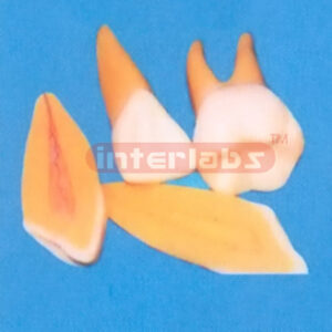 SERIES OF TEETH