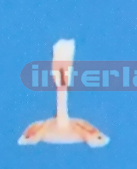 LITTLE MOLAR WITH STAND Manufacturers and Suppliers From Ambala India