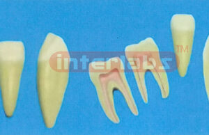 16.8 cm MIDDLE HEALTH SERIES OF TEETH