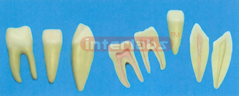 16.8 cm MIDDLE HEALTH SERIES OF TEETH