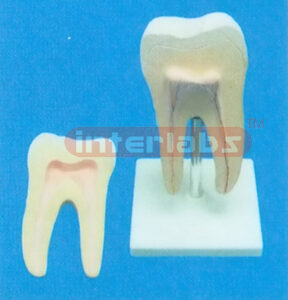 MIDDLE HEALTH MOLAR
