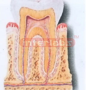 THE STRUCTURE MODEL OF TOOTH Manufacturers and Suppliers From Ambala India