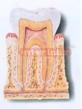 THE STRUCTURE MODEL OF TOOTH Manufacturers and Suppliers From Ambala India