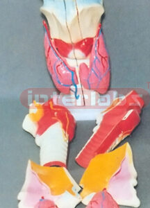 BIG MAGNIFIED ANATOMICAL LARYNX ADVANCED MODEL