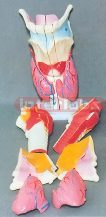 BIG MAGNIFIED ANATOMICAL LARYNX ADVANCED MODEL
