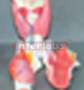 BIG MAGNIFIED LARYNX