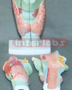 MIDDLE MAGNIFIED LARYNX
