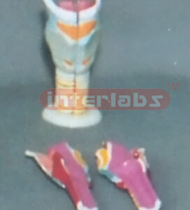 LARYNX