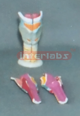 LARYNX