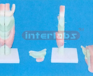BIG MAGNIFIED ANATOMICAL LARYNX ADVANCED Manufacturers and Suppliers From Ambala India