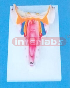 THE MUSCLATURE OF LARYNX WALL Manufacturers and Suppliers From Ambala India