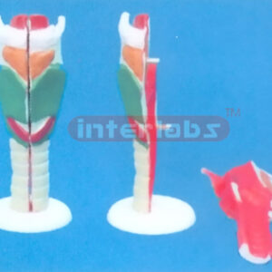 LARYNX
