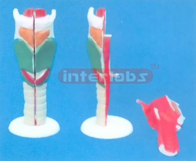 LARYNX