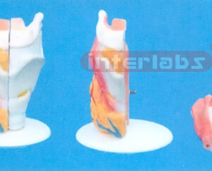 LARYNX