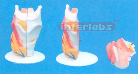 LARYNX
