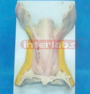 TONGUE MUSCLE Manufacturers and Suppliers From Ambala India