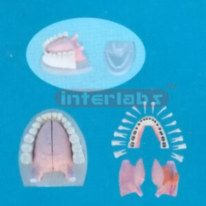 MIDDLE ANATOMICAL TONGUE MODEL WITH FULL MANENT ALL DISSECTIBLE AND PLASTIC BASE Manufacturers and Suppliers From Ambala India