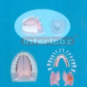 NATURAL ANATOMICAL TONGUE MODEL WITH FULL MANENT ALL DISSECTIBLEAND PLASTIC BASE. Manufacturers and Suppliers From Ambala India