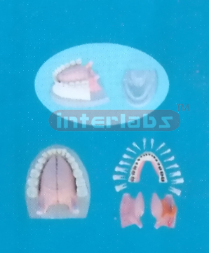 NATURAL ANATOMICAL TONGUE MODEL WITH FULL MANENT ALL DISSECTIBLEAND PLASTIC BASE. Manufacturers and Suppliers From Ambala India