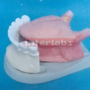MIDDLE MAGNIFIED TONGUE MODEL WITH FRONT HALF MANENT Manufacturers and Suppliers From Ambala India