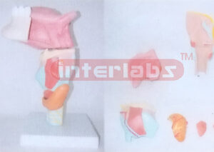 MIDDLE MAGNIFIED LARYNX WITH TONGUE& FRONT HALF MANENT Manufacturers and Suppliers From Ambala India