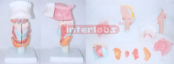 MIDDLE MAGNIFIED LARYNX WITH TONGUE& FRONT HALF MANENT Manufacturers and Suppliers From Ambala India