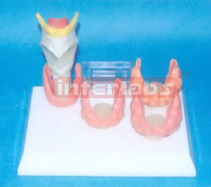 NATURAL LARYNX DISEASES COMPARISON MODEL Manufacturers and Suppliers From Ambala India