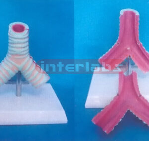HUMAN HEALTH ADULT TRACHEA MODEL Manufacturers and Suppliers From Ambala India
