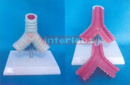 HUMAN HEALTH ADULT TRACHEA MODEL Manufacturers and Suppliers From Ambala India