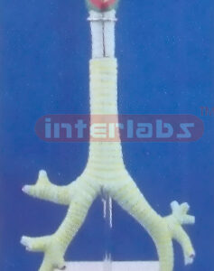 LARYNX AND BRONCHI MODEL ON BASE Manufacturers and Suppliers From Ambala India