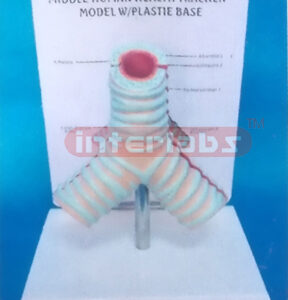 MIDDLE HUMAN HEALTH TRACHEA MODEL WITH PLASTIC BASE Manufacturers and Suppliers From Ambala India